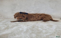Mini Goldendoodle dogs for sale: Leo - Image 2
