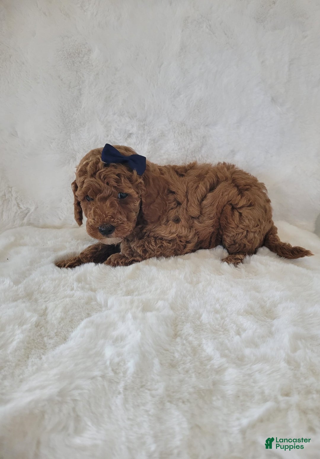 Mini Goldendoodle dogs for sale: Leo - Image 2