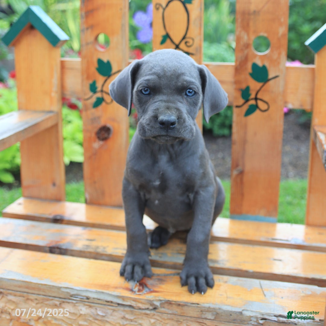Cane Corso dogs for sale: Kiera - Image 3