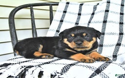 Rottweiler dogs for sale: Sparkle - Image 4
