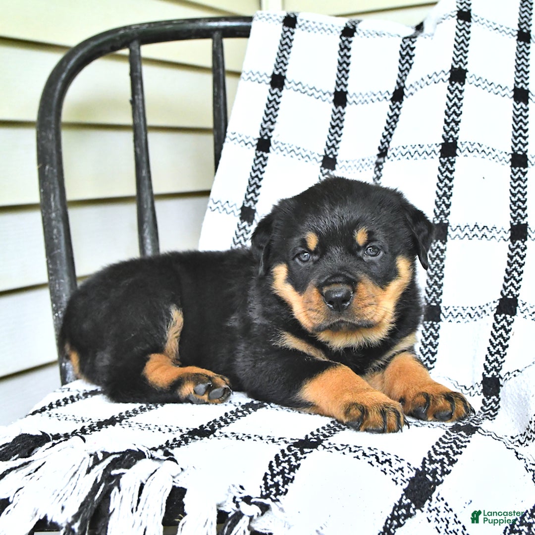 Rottweiler dogs for sale: Sparkle - Image 4