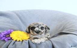 Mini Goldendoodle dogs for sale: Lucky - Image 5