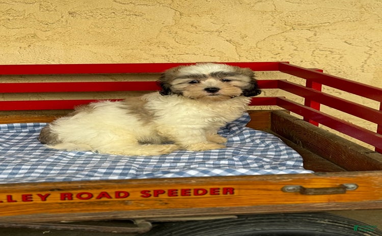 Teddy Bear dogs for sale - Ad 4