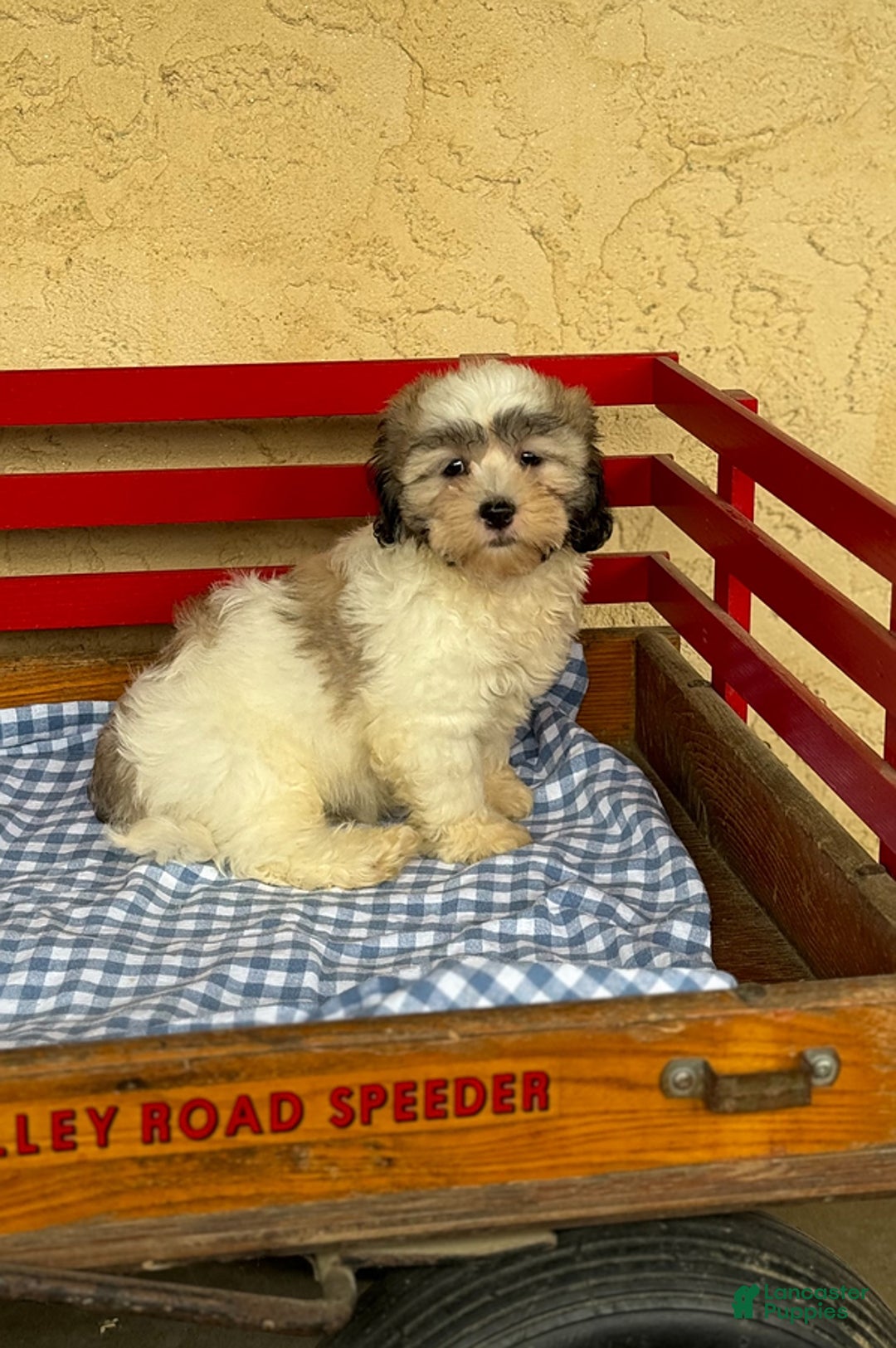 Teddy Bear dogs for sale: Dylan - Image 1