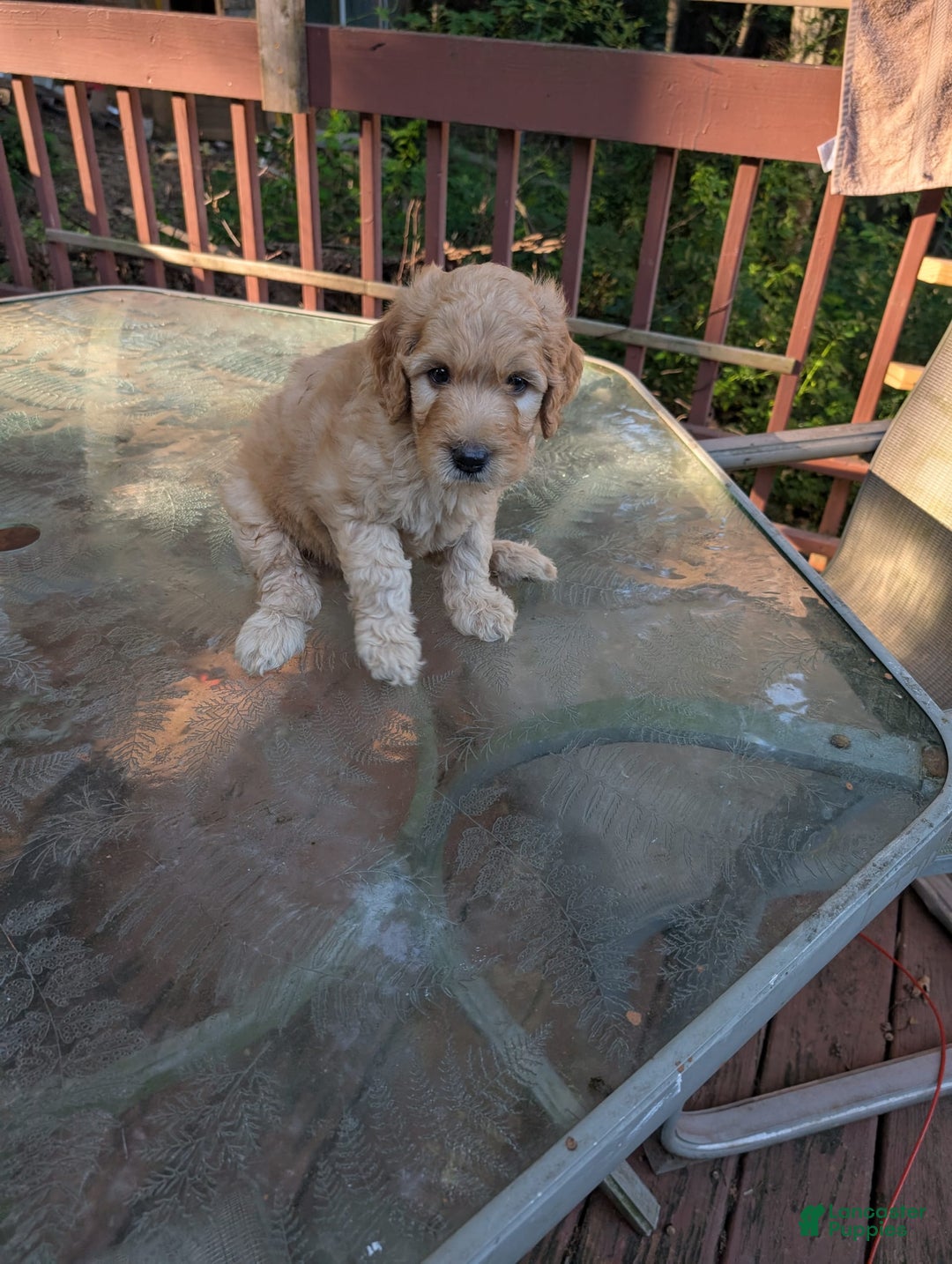 Goldendoodle dogs for sale: Bob - Image 3