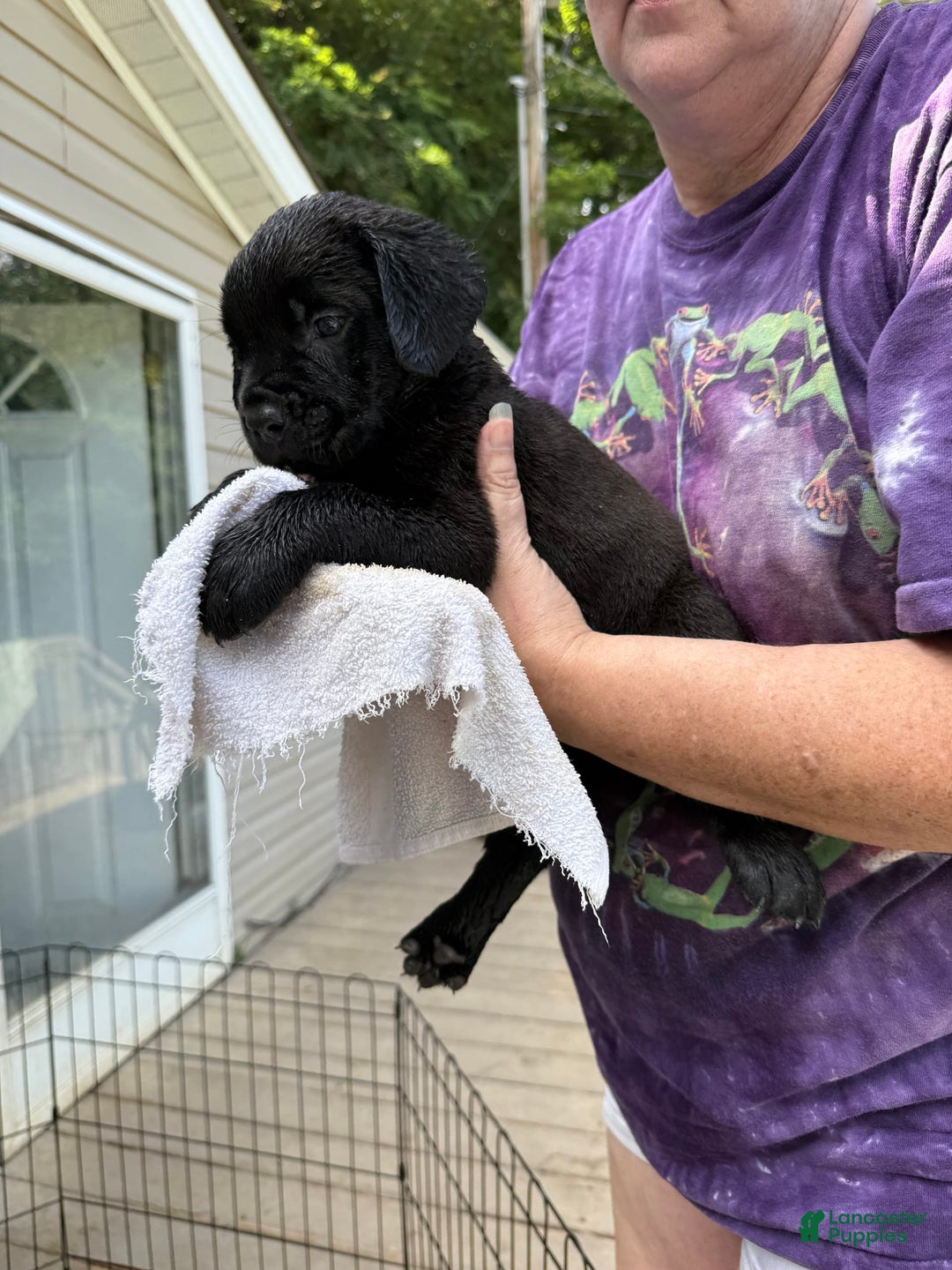 Cane Corso dogs for sale: Leather Face - Image 1