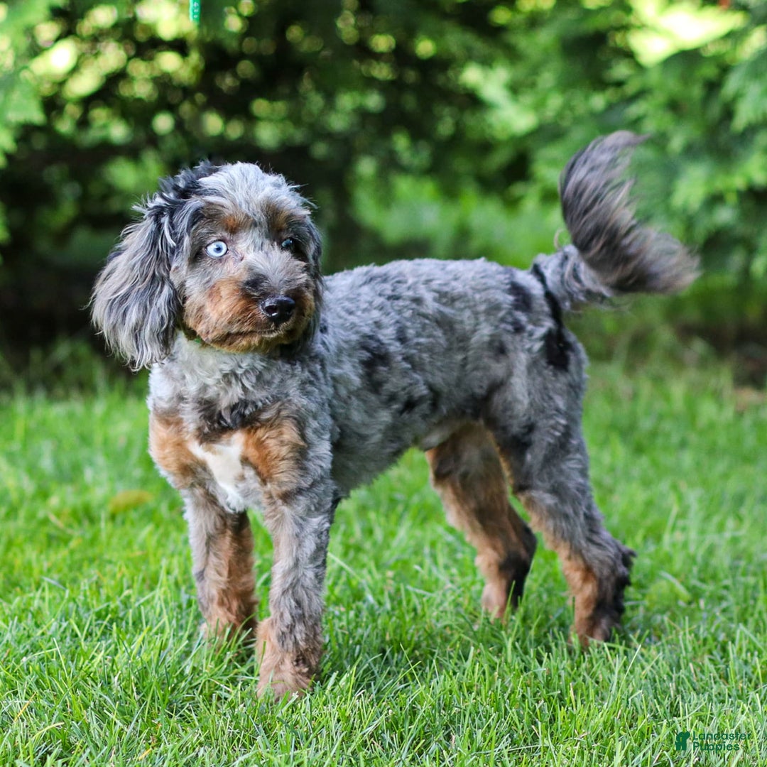Cavapoo dogs for sale: Pumba - Image 14