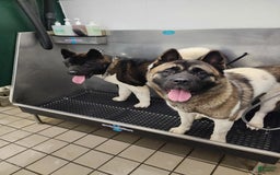 Akita dogs for sale: Esme - Image 9