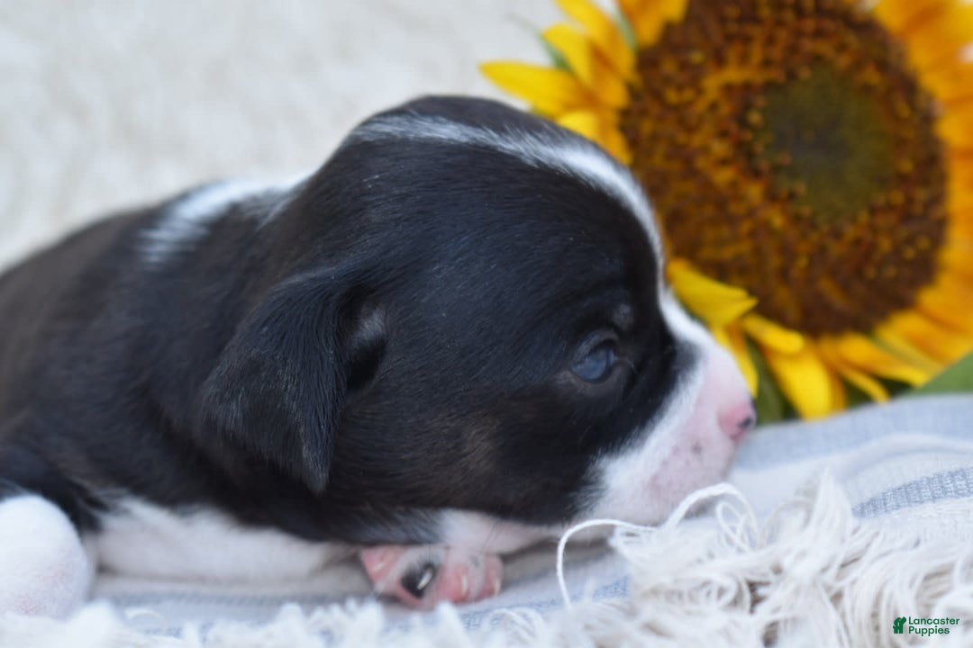 Chihuahua dogs for sale: Nord - Image 4