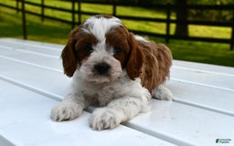 Cavapoo dogs for sale: Mia - Image 19