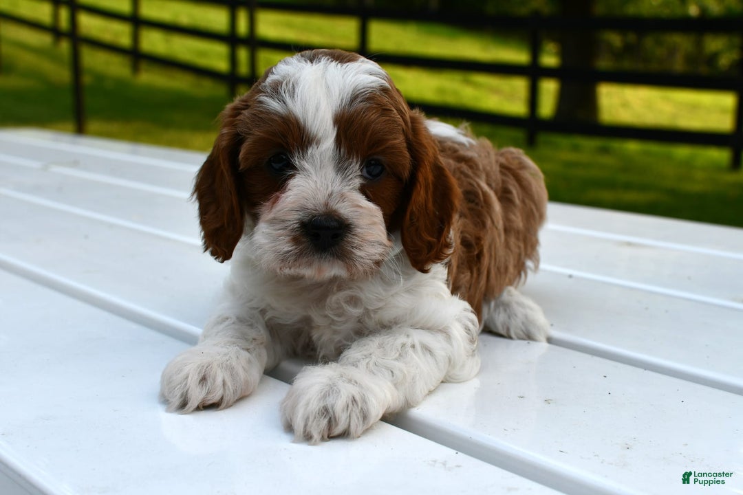 Cavapoo dogs for sale: Mia - Image 19