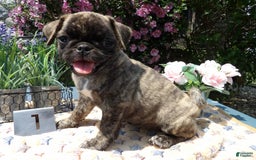 Pug dogs for sale: Charity - Image 3
