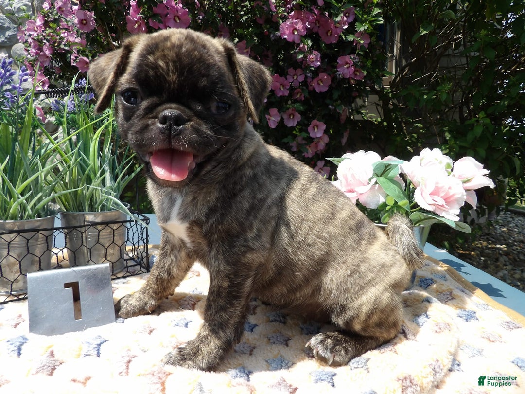 Pug dogs for sale: Charity - Image 3