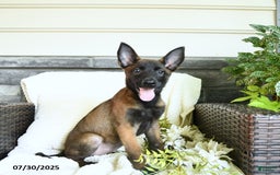 Belgian Malinois dogs for sale: Aspen - Image 1