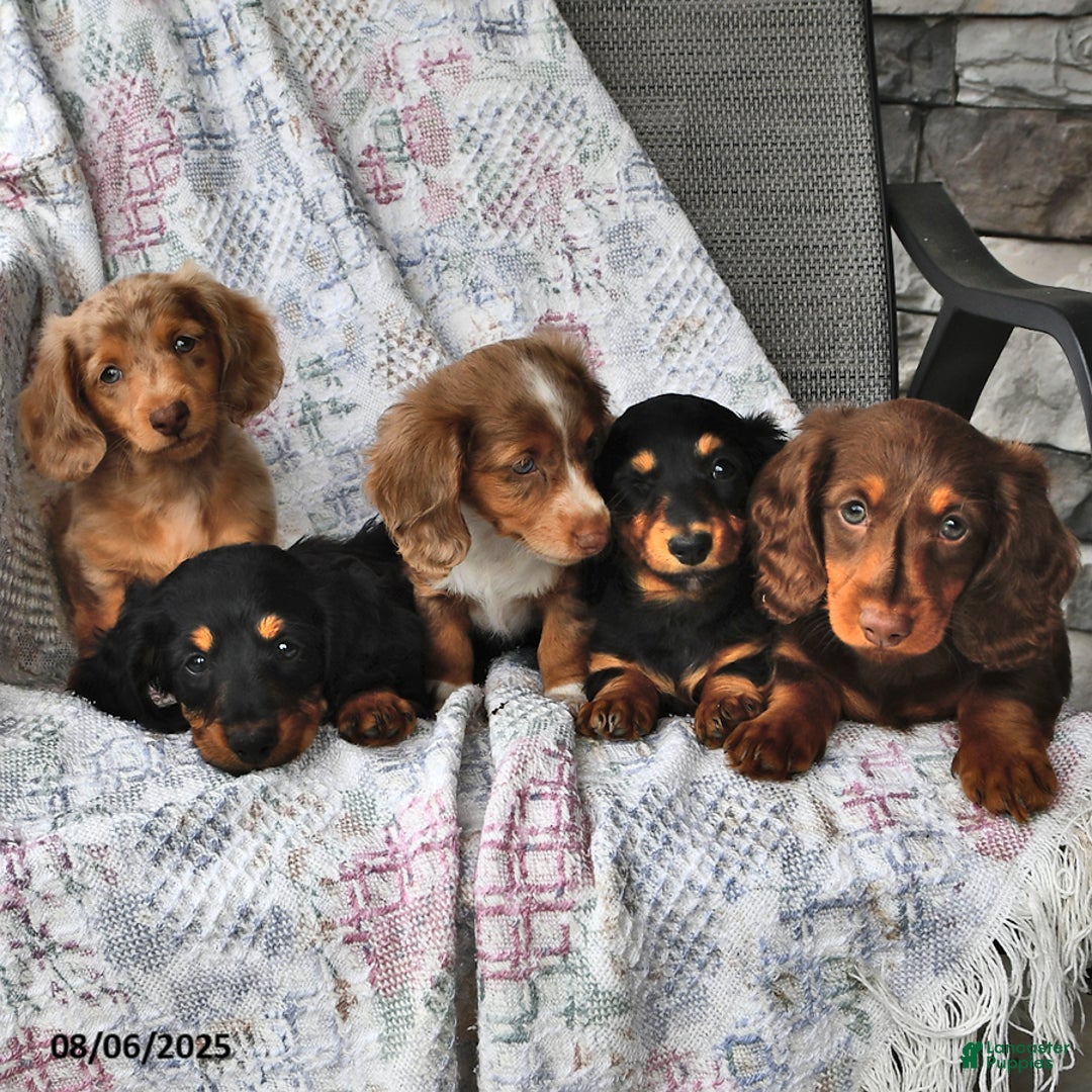 Miniature Dachshund dogs for sale: Blondie Boy - Image 3