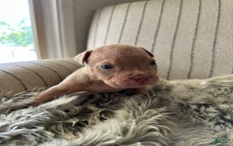 American Bully dogs for sale: Simba - Image 12