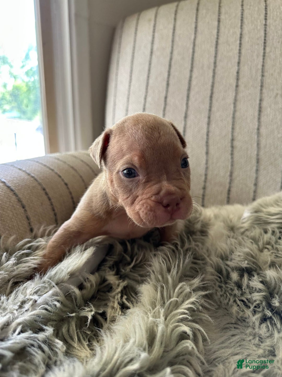 American Bully dogs for sale: Simba - Image 12