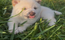 Shiba Inu dogs for sale: Paloma - Image 5