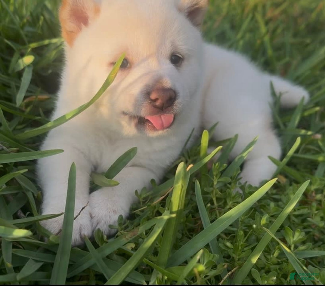 Shiba Inu dogs for sale: Paloma - Image 5