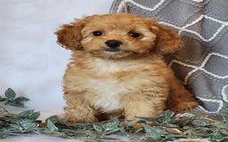 Cockapoo dogs for sale: Sara - Image 4
