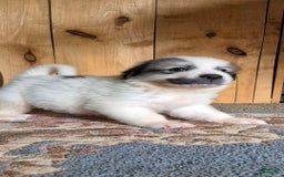 Great Pyrenees dogs for sale: Red - Image 8