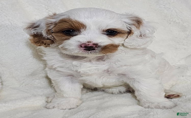 Cavapoo dogs for sale - Ad 4