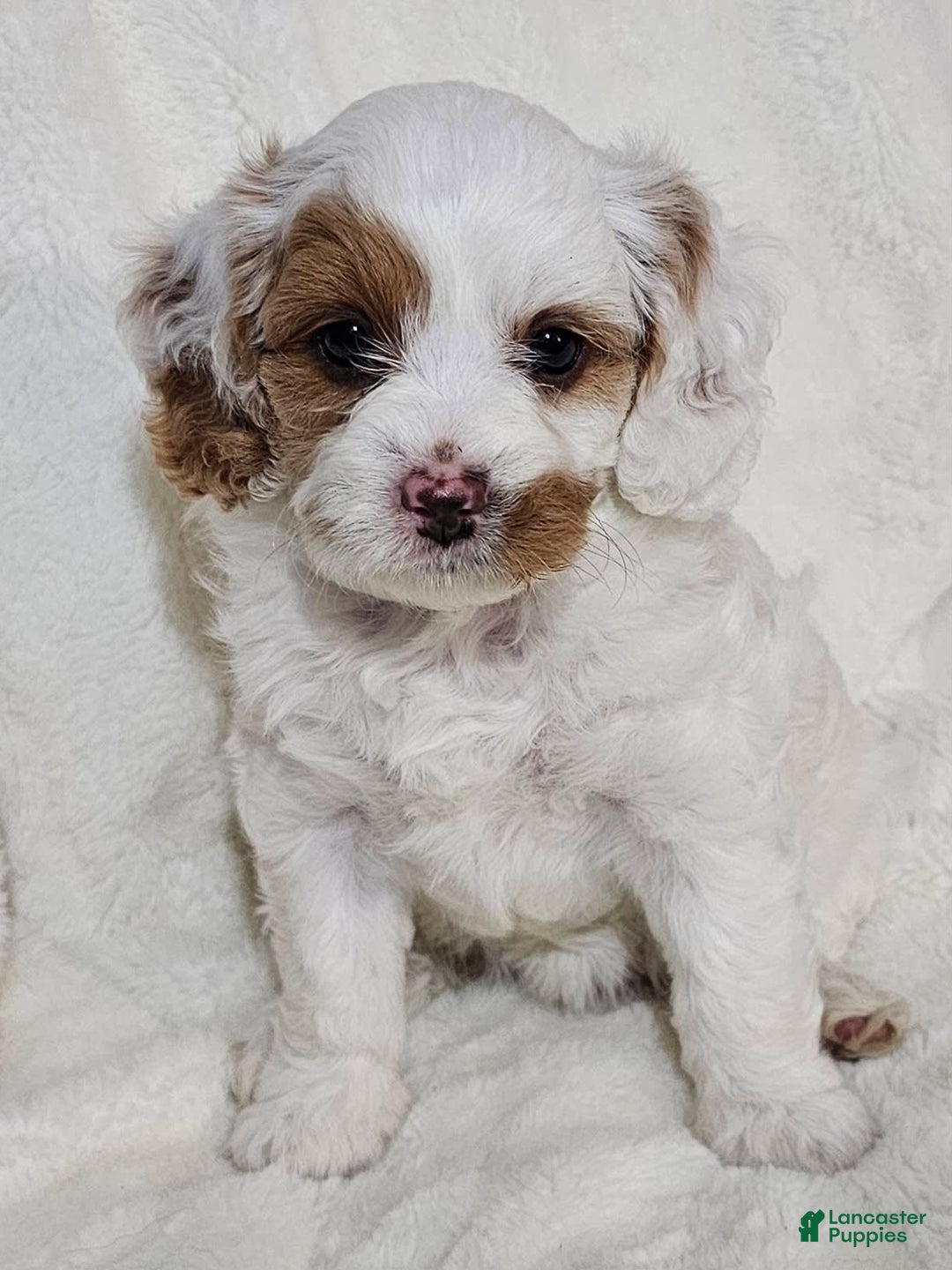 Cavapoo dogs for sale: Milkyway - Image 1