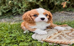 Miniature Bernese Mountain Dog dogs for sale: Annie - Image 1