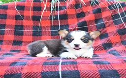 Welsh Corgi Pembroke dogs for sale: Stella - Image 2