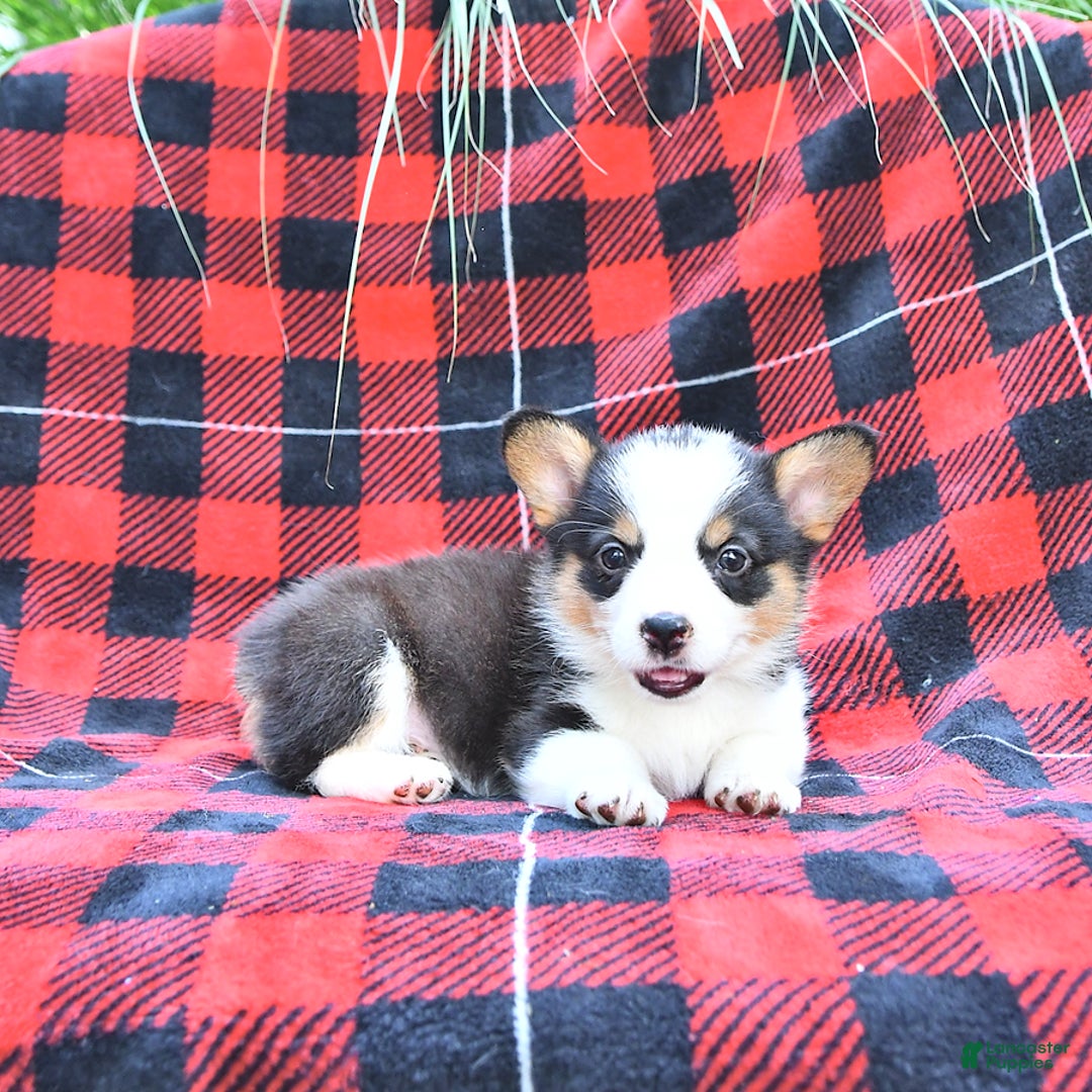 Welsh Corgi Pembroke dogs for sale: Stella - Image 2