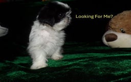 Shih Tzu dogs for sale: Tiny Jewel - Image 17