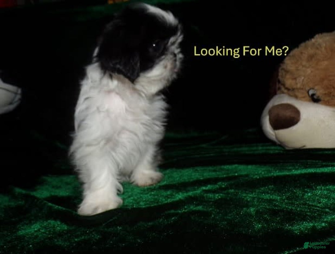 Shih Tzu dogs for sale: Tiny Jewel - Image 17