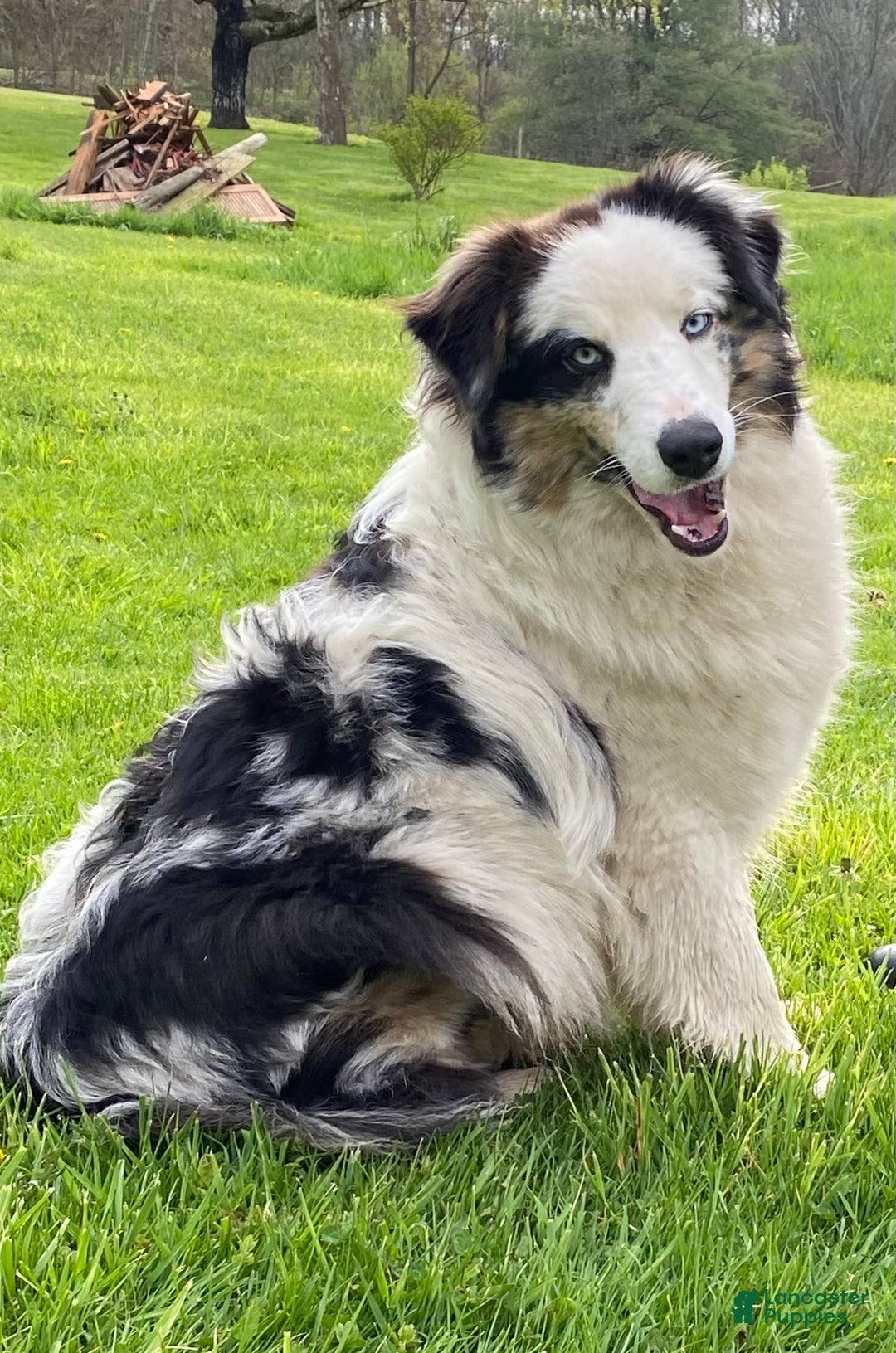Australian Shepherd dogs for sale: Zena H3 - Image 13
