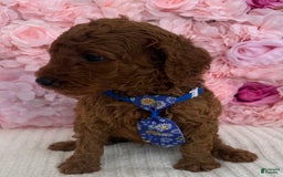 Standard Poodle dogs for sale: Zabai AKC - Image 5
