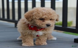 Bichpoo dogs for sale: Archie - Image 10