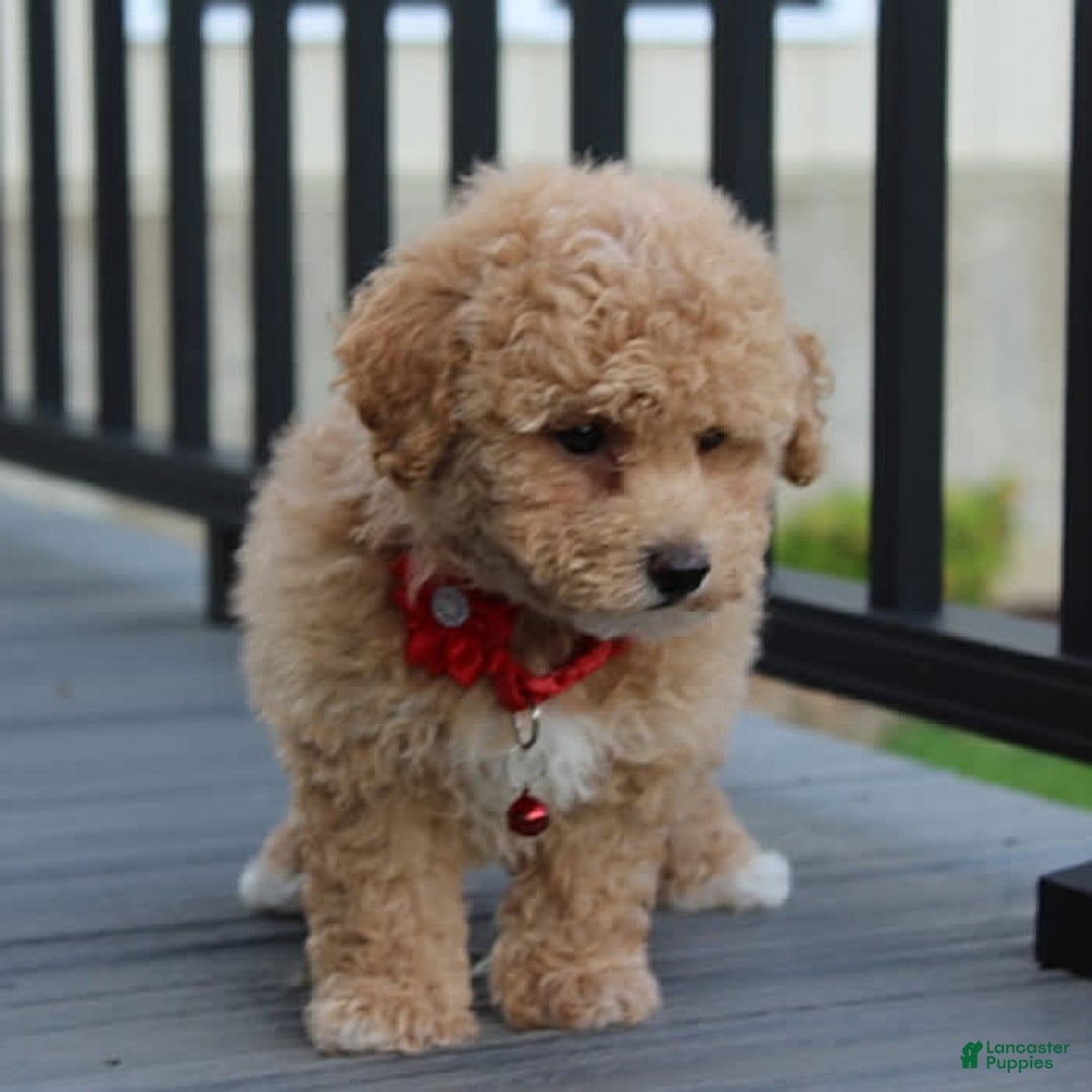 Bichpoo dogs for sale: Archie - Image 10
