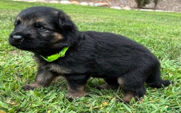 German Shepherd dogs for sale: Boy - Image 18