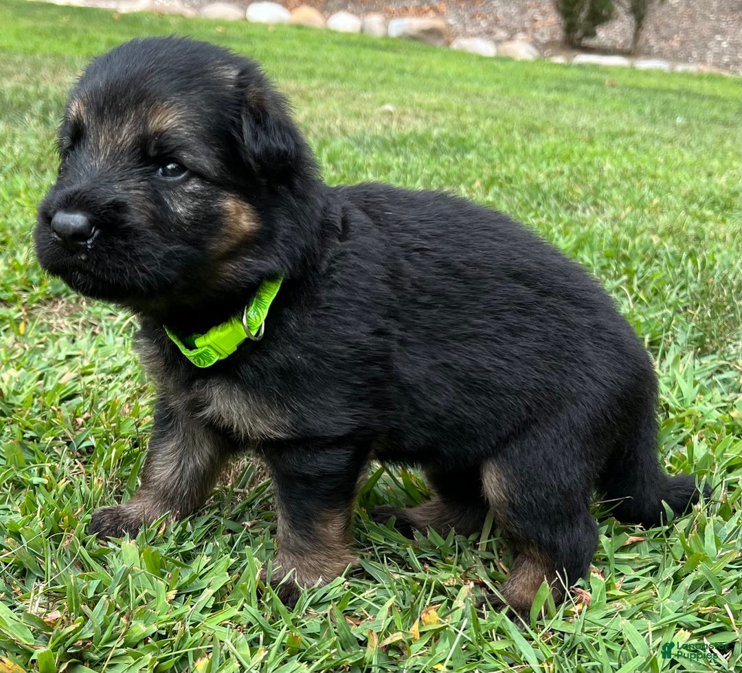German Shepherd dogs for sale: Boy - Image 18