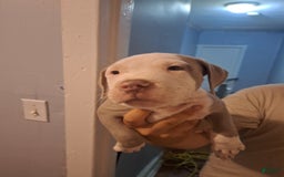 American Staffordshire Terrier dogs for sale: Grace - Image 4