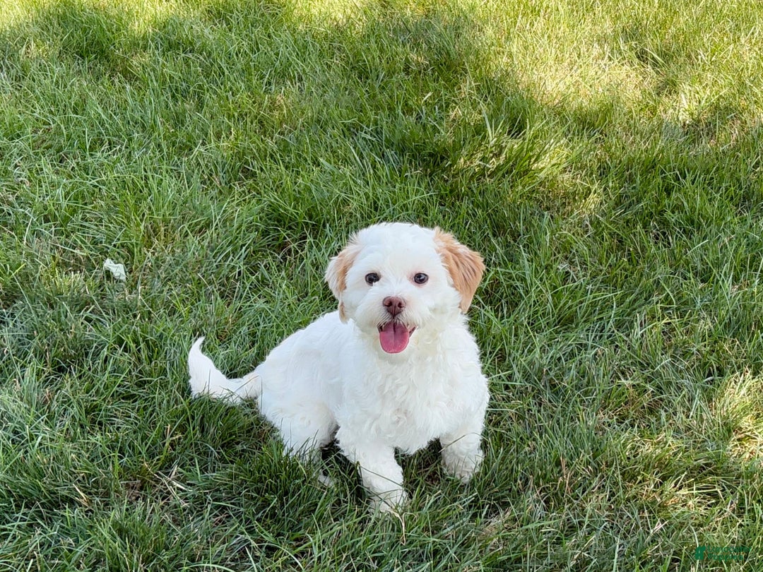 Lhasa Apso dogs for sale: Honey - Image 20