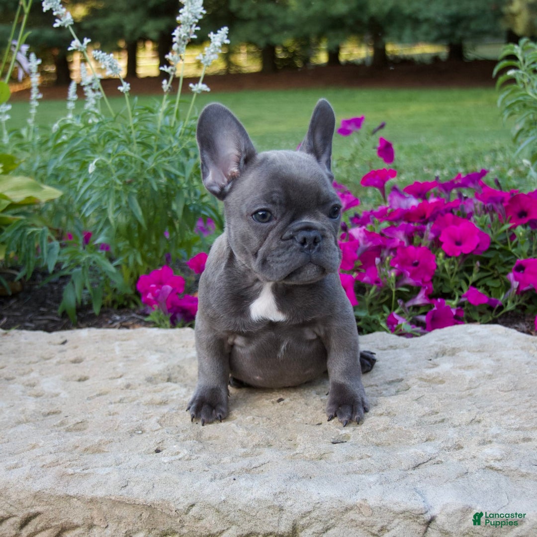 French Bulldog dogs for sale: Winton - Image 7