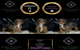 Cavapoo dogs for sale: Diana - Image 6