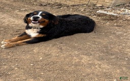 Bernese Mountain Dog dogs for sale: Blue - Image 14