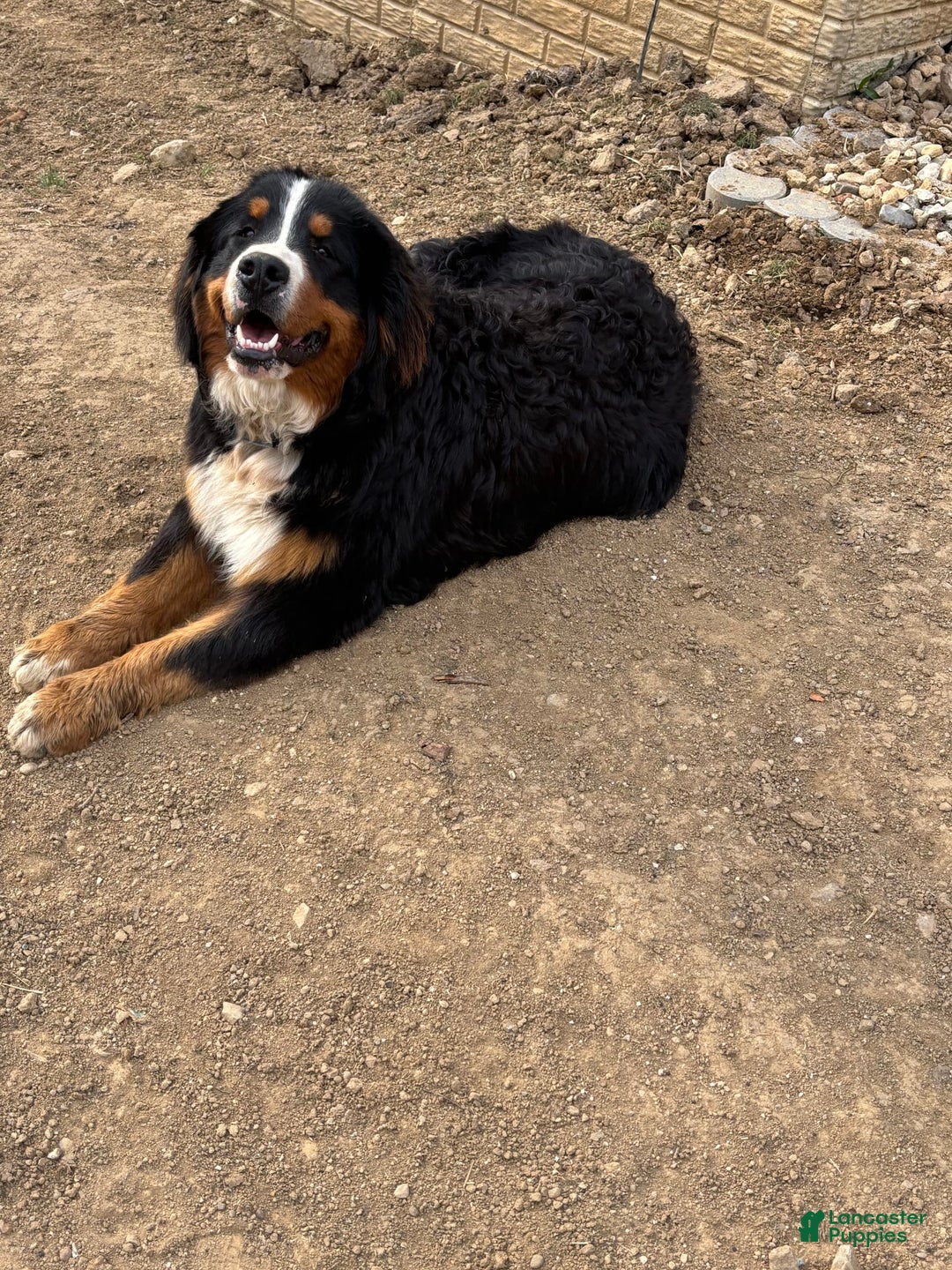 Bernese Mountain Dog dogs for sale: Blue - Image 14