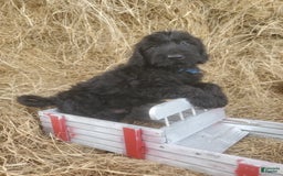 Labradoodle dogs for sale: Finn - Image 1