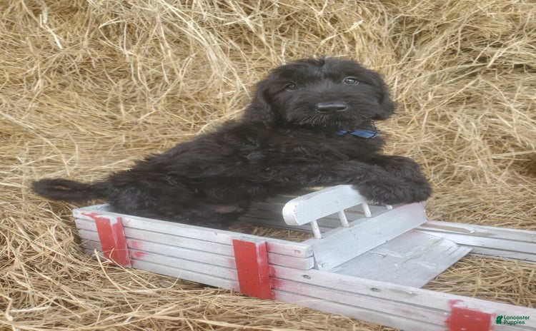 Labradoodle dogs for sale - Ad 2