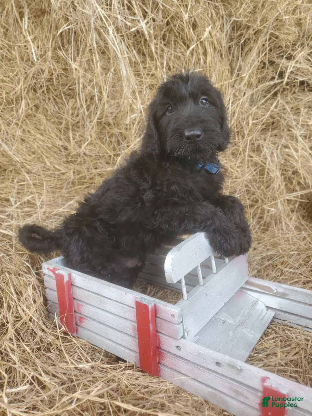 Labradoodle dogs for sale: Finn - Image 1