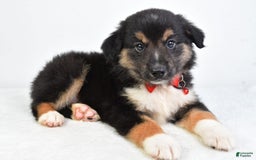 Miniature Australian Shepherd dogs for sale: Snickers - Image 4