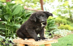 Australian Shepherd dogs for sale: Bella - Image 3