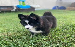 Pomsky dogs for sale: Nami - Image 7